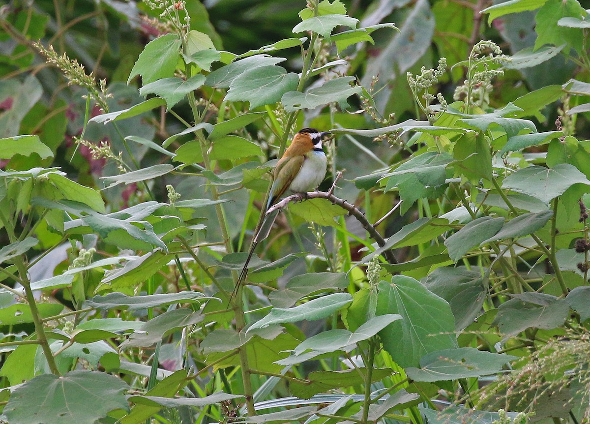 White-throated Bee-eater - Michael Bird