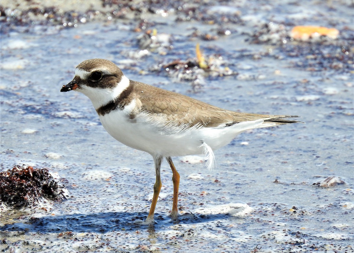 Semipalmated Plover - ML483830891
