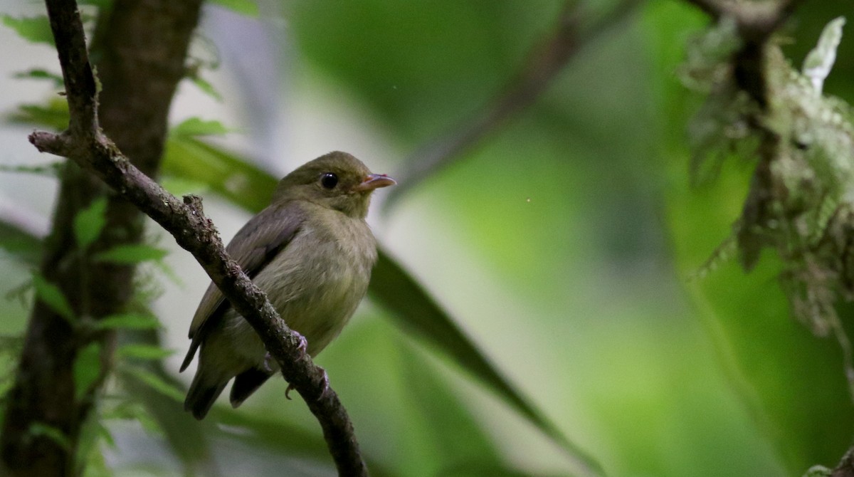 Red-capped Manakin - ML48383471