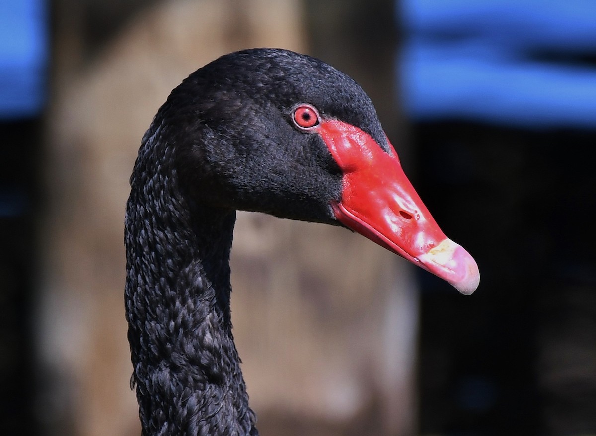 Black Swan - ML48383601