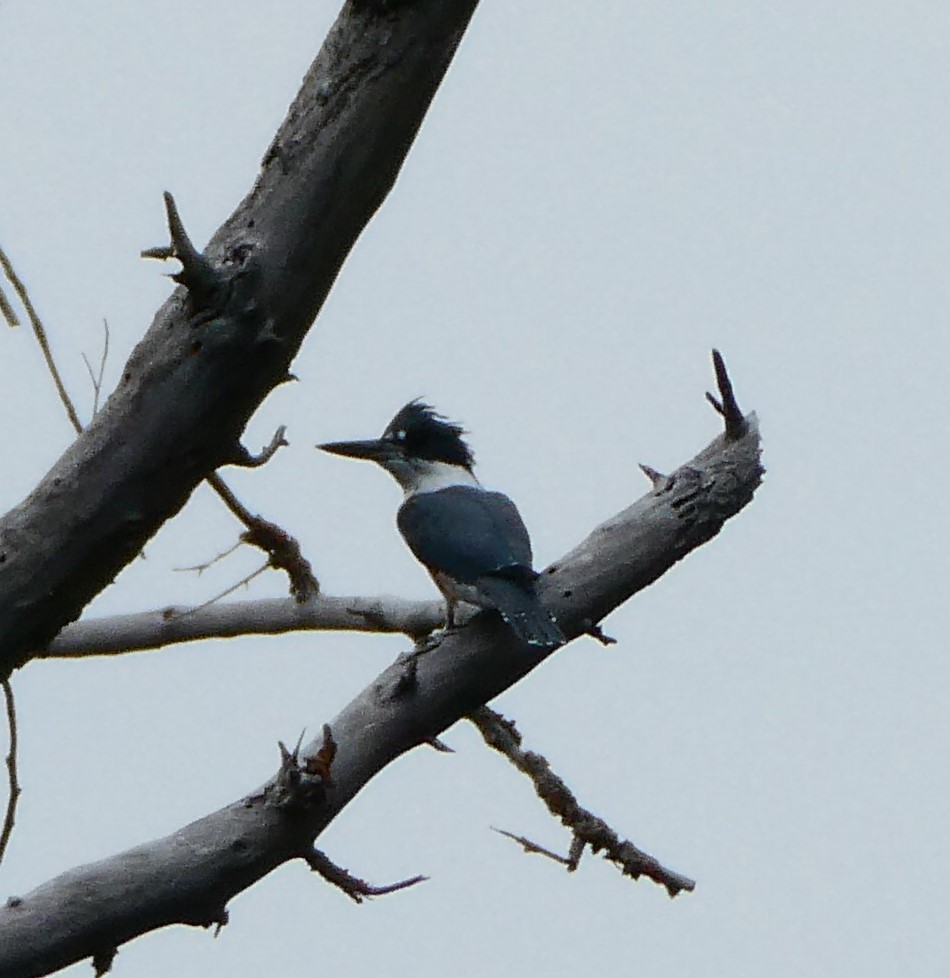 Belted Kingfisher - ML483836341