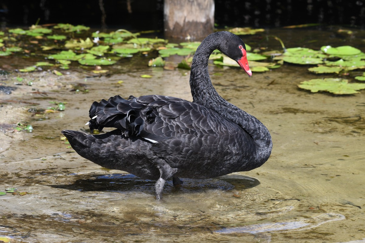 Black Swan - ML48383681