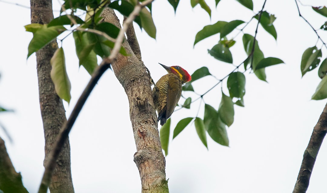 Golden-green Woodpecker (Bar-throated) - Nailson Júnior