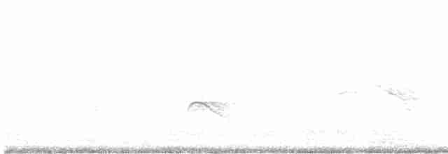 White-crested Elaenia - ML483837521