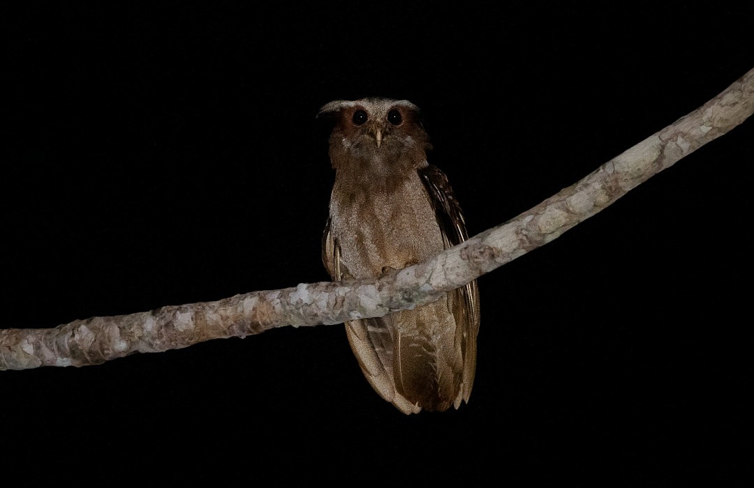 Crested Owl - Nailson Júnior