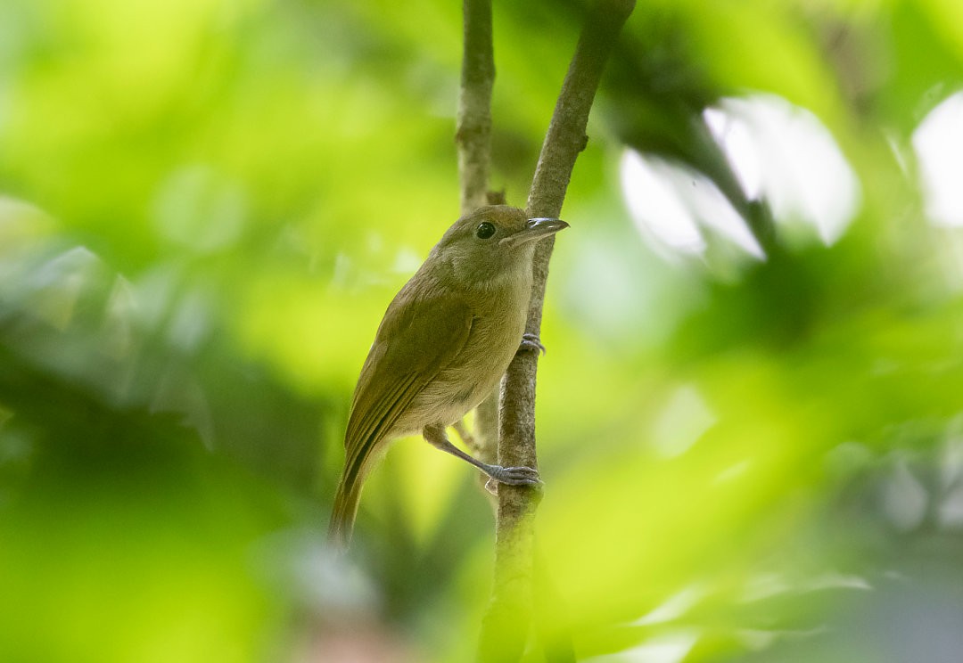 Tawny-crowned Greenlet - ML483839971