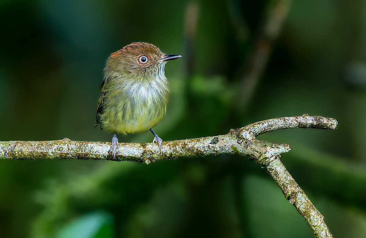 Scale-crested Pygmy-Tyrant - ML483840961