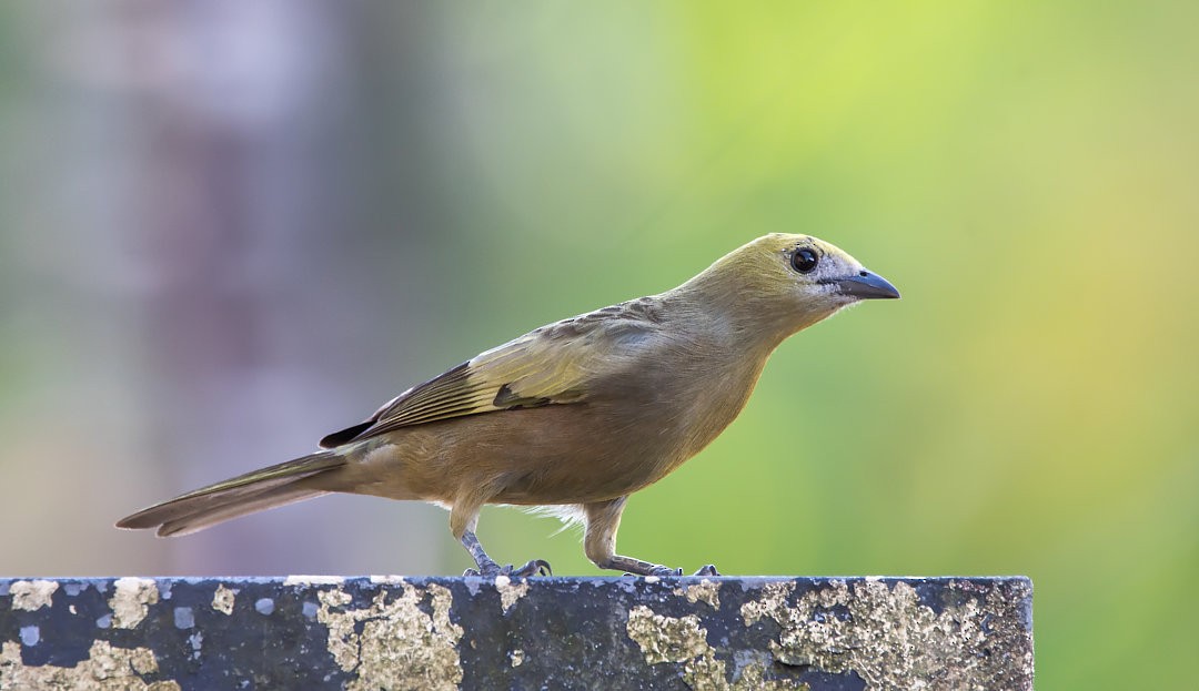 Palm Tanager - ML483841241