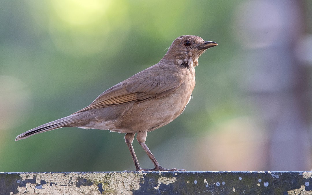 Pale-breasted Thrush - ML483841271