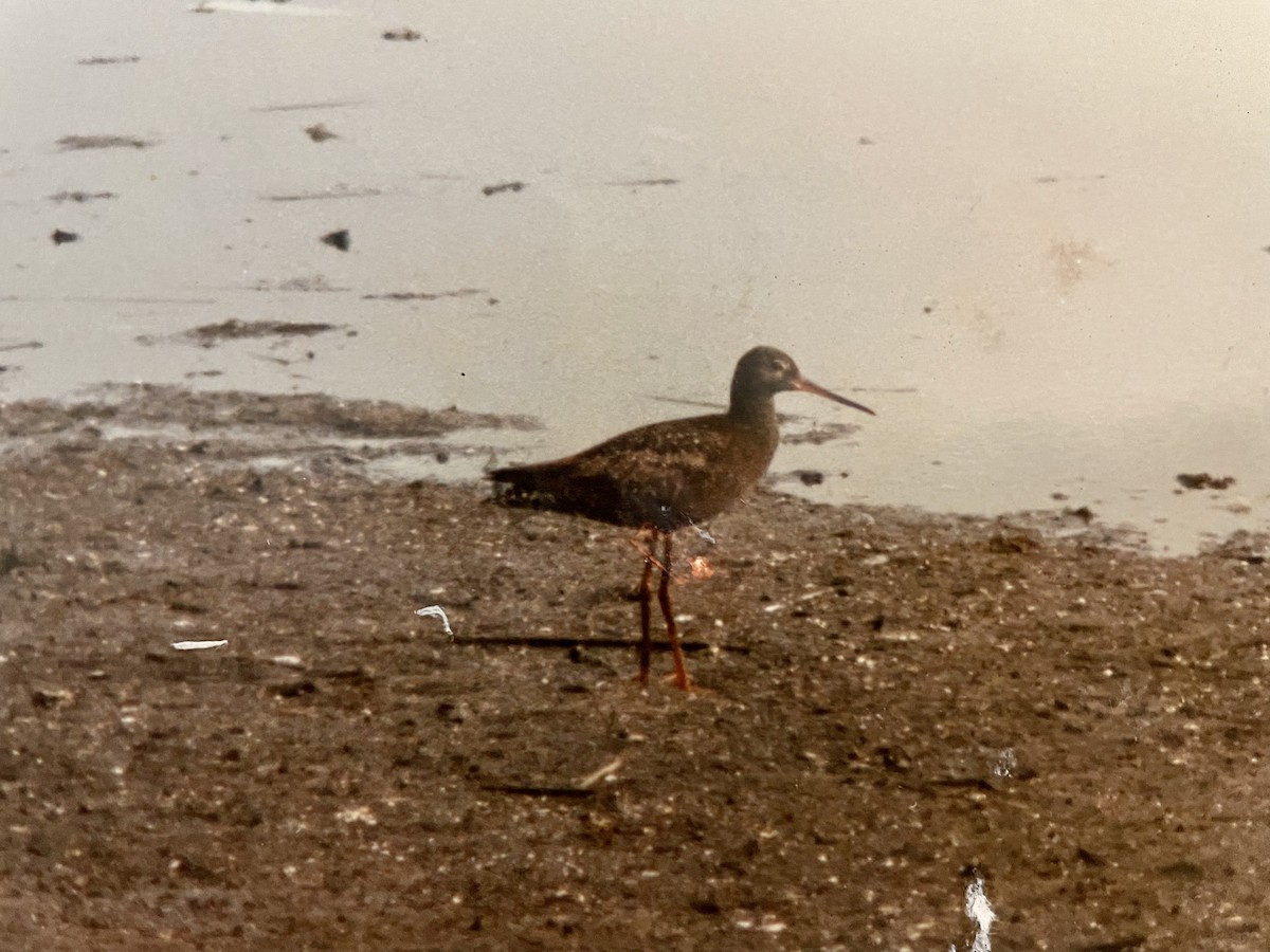 Spotted Redshank - ML483841451