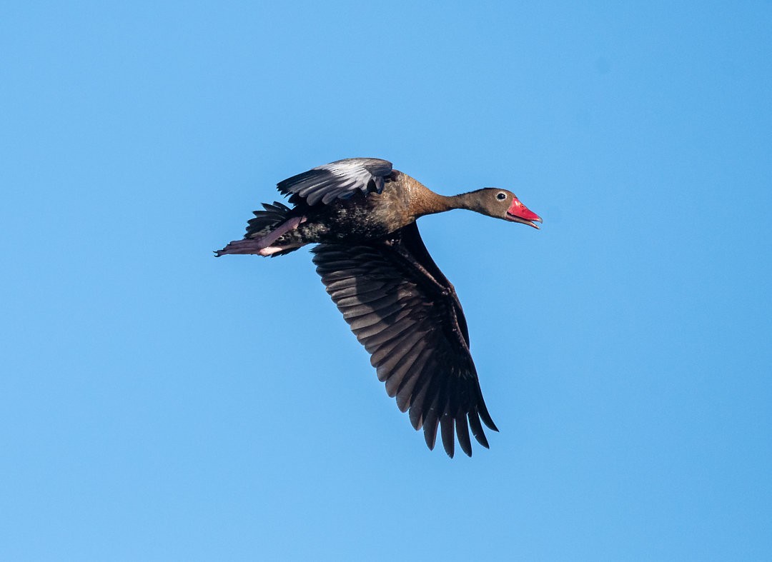 Black-bellied Whistling-Duck - Nailson Júnior