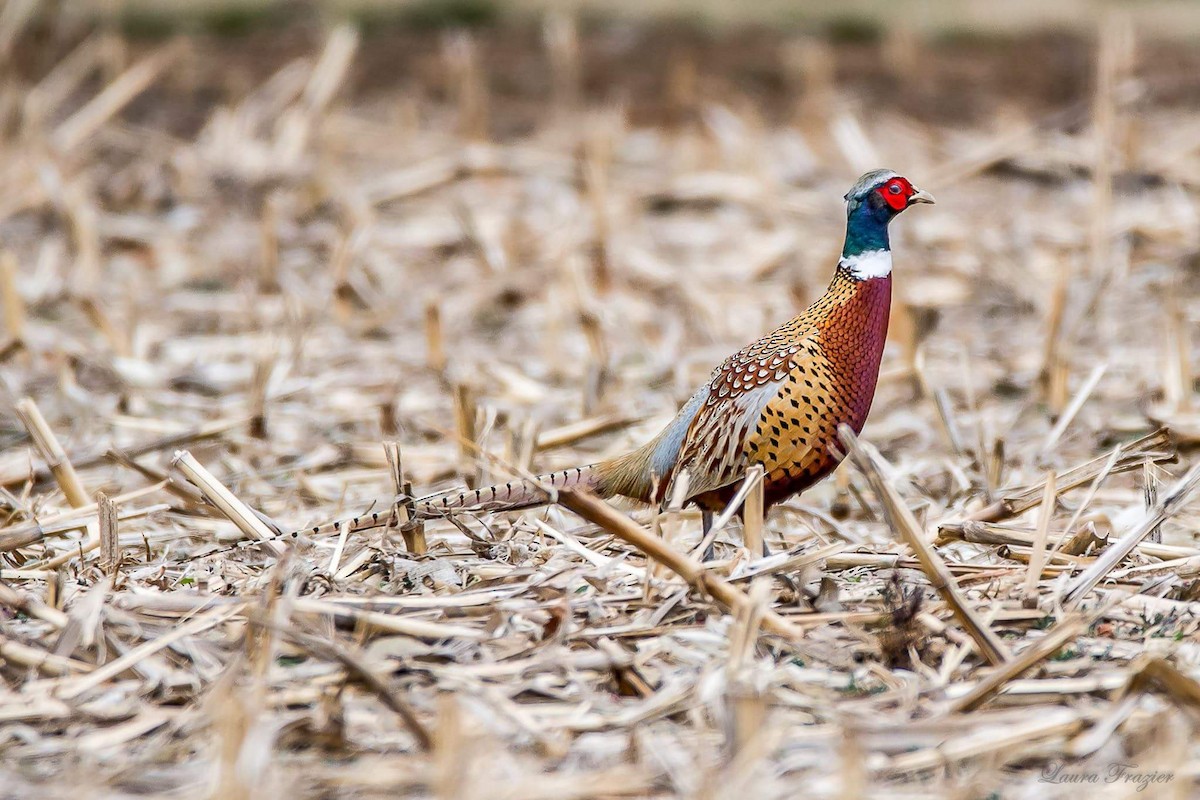 Ring-necked Pheasant - LAURA FRAZIER