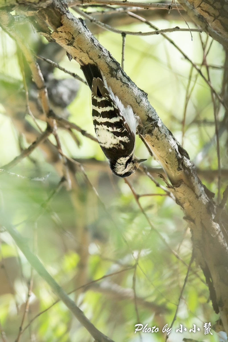 Lesser Spotted Woodpecker - ML483846811