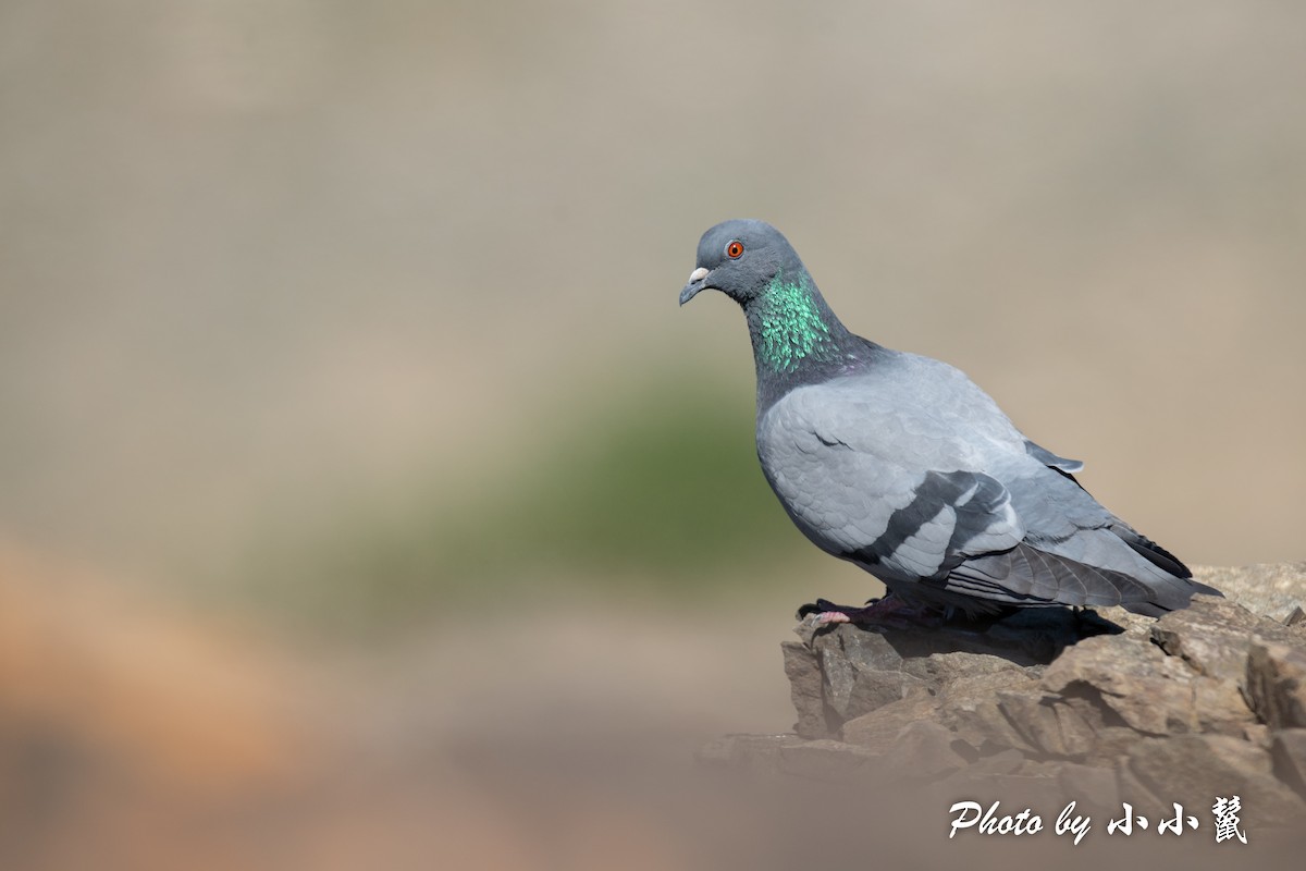 Rock Pigeon (Wild type) - ML483847921