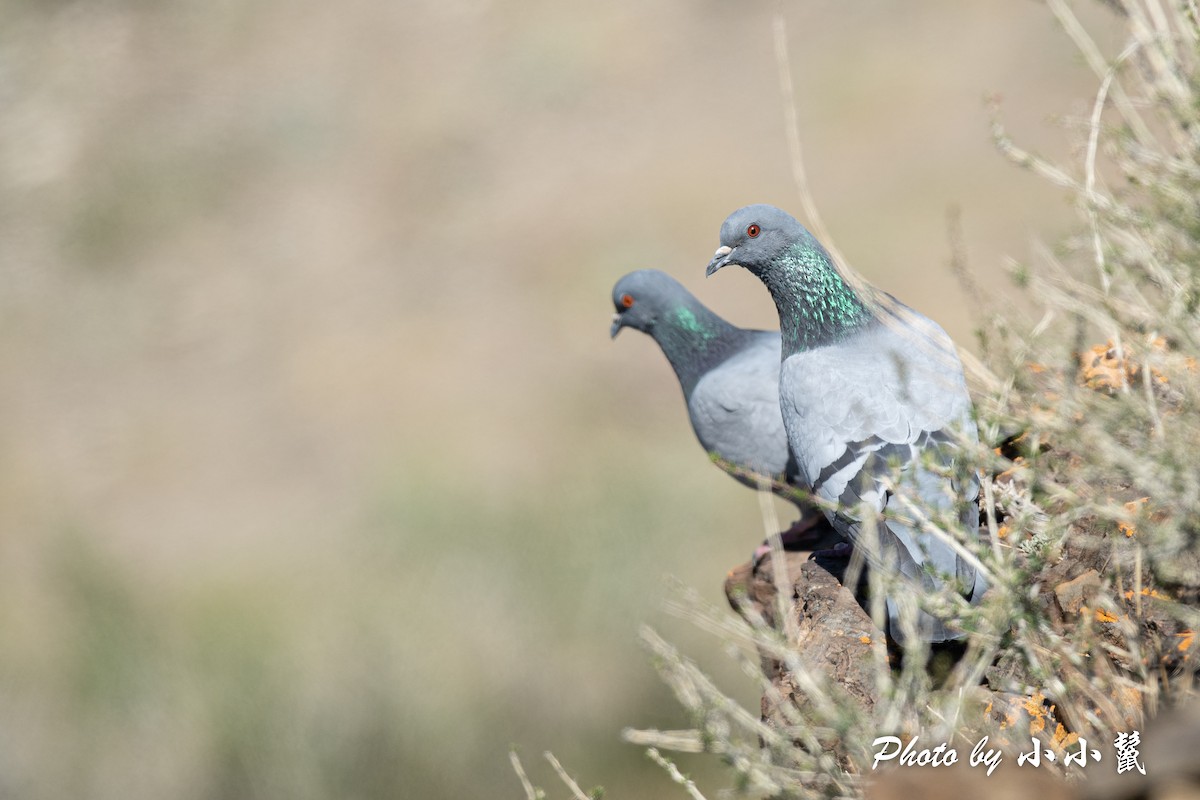 Rock Pigeon (Wild type) - ML483847931