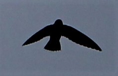 Short-tailed Swift - Jeffrey McCrary