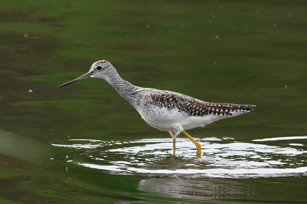 eBird Checklist - 13 Sep 2022 - Oakville--Bronte Marsh - 22 species