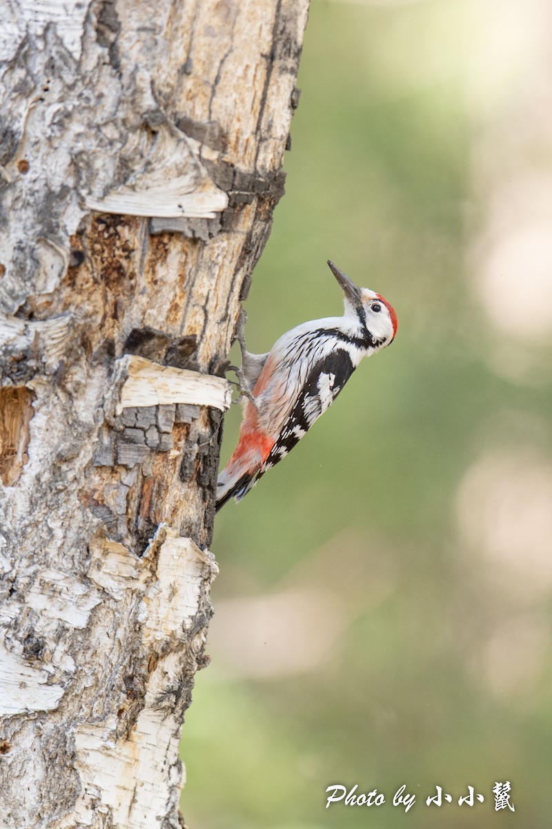 White-backed Woodpecker - ML483850141