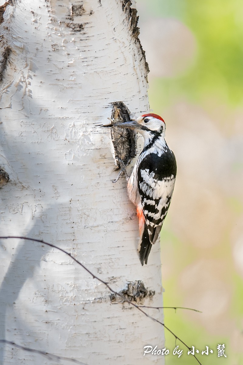 White-backed Woodpecker - ML483850151