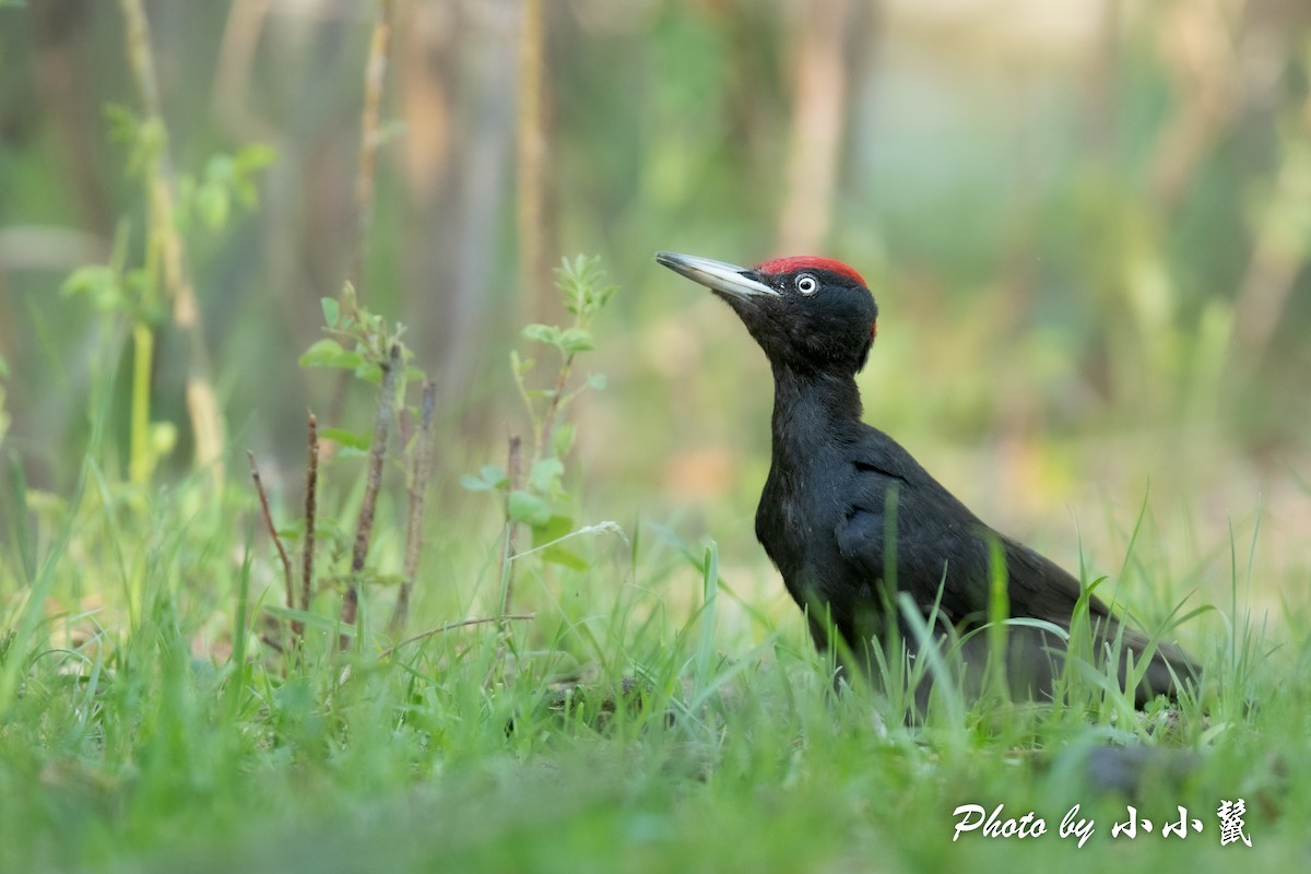 Black Woodpecker - ML483850171