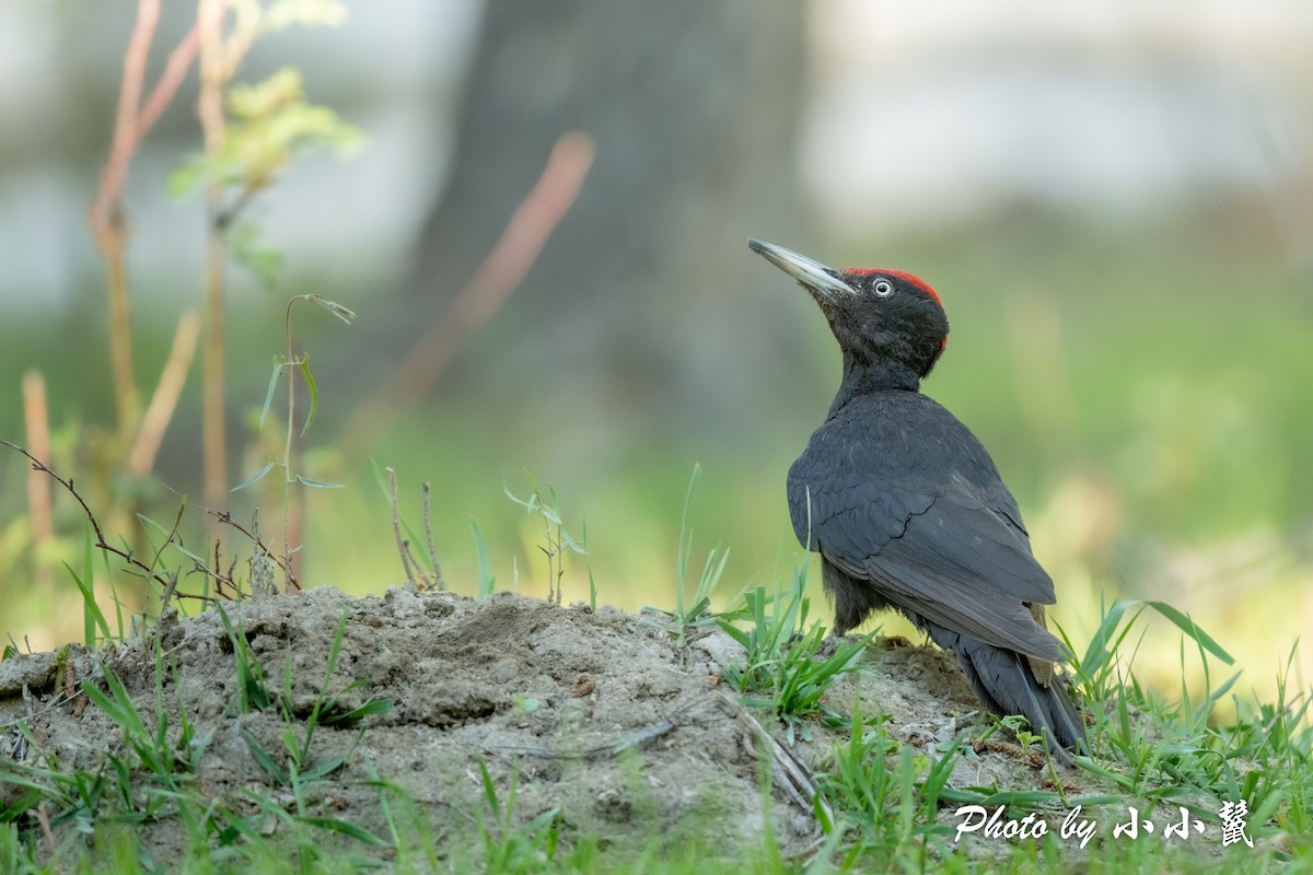 Black Woodpecker - ML483850181