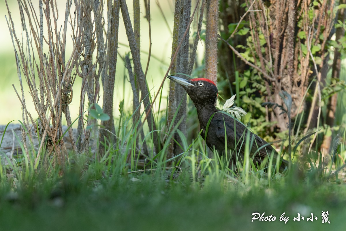 Black Woodpecker - ML483850191