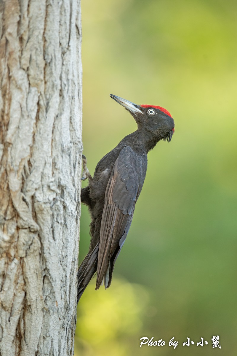 Black Woodpecker - ML483850201