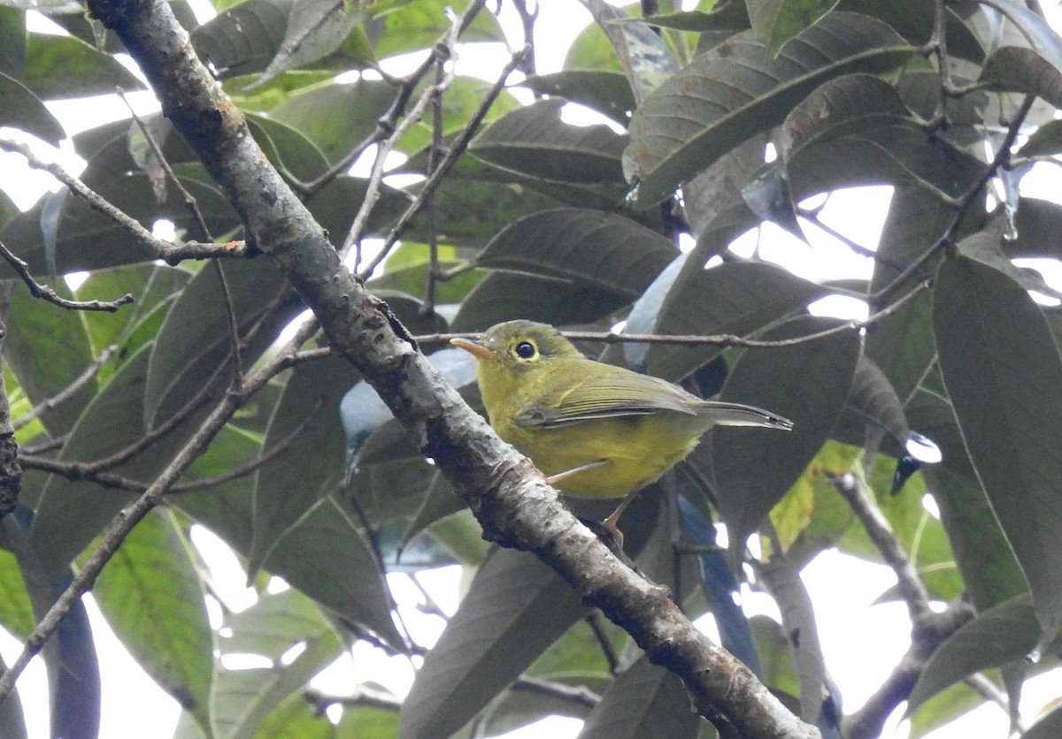 Whistler's Warbler - Anonymous