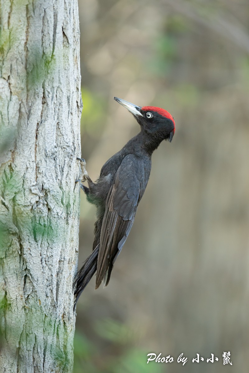 Black Woodpecker - ML483850251