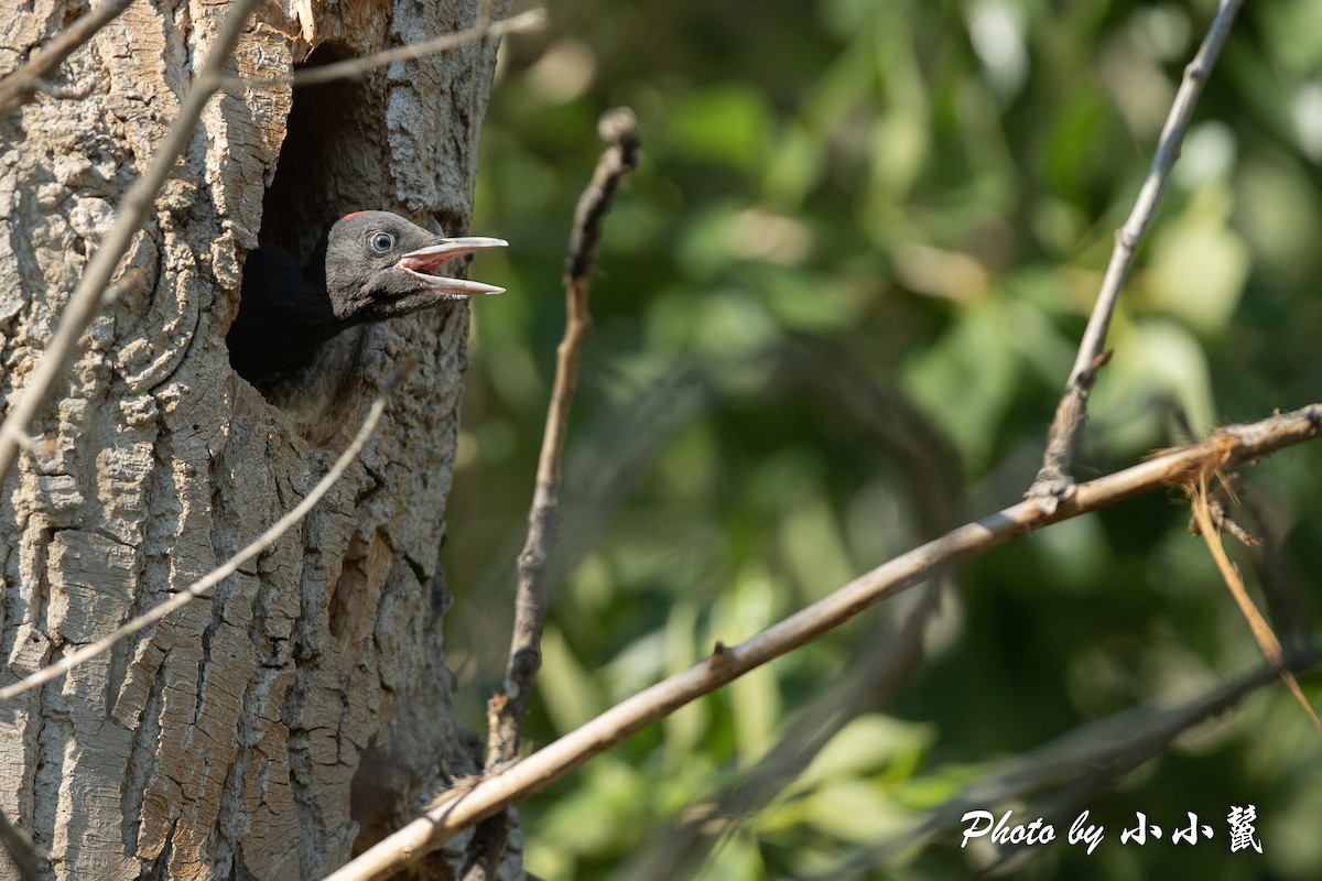 Black Woodpecker - ML483850271