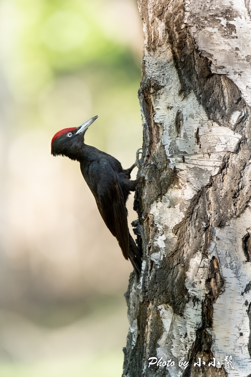 Black Woodpecker - Hanyang Ye