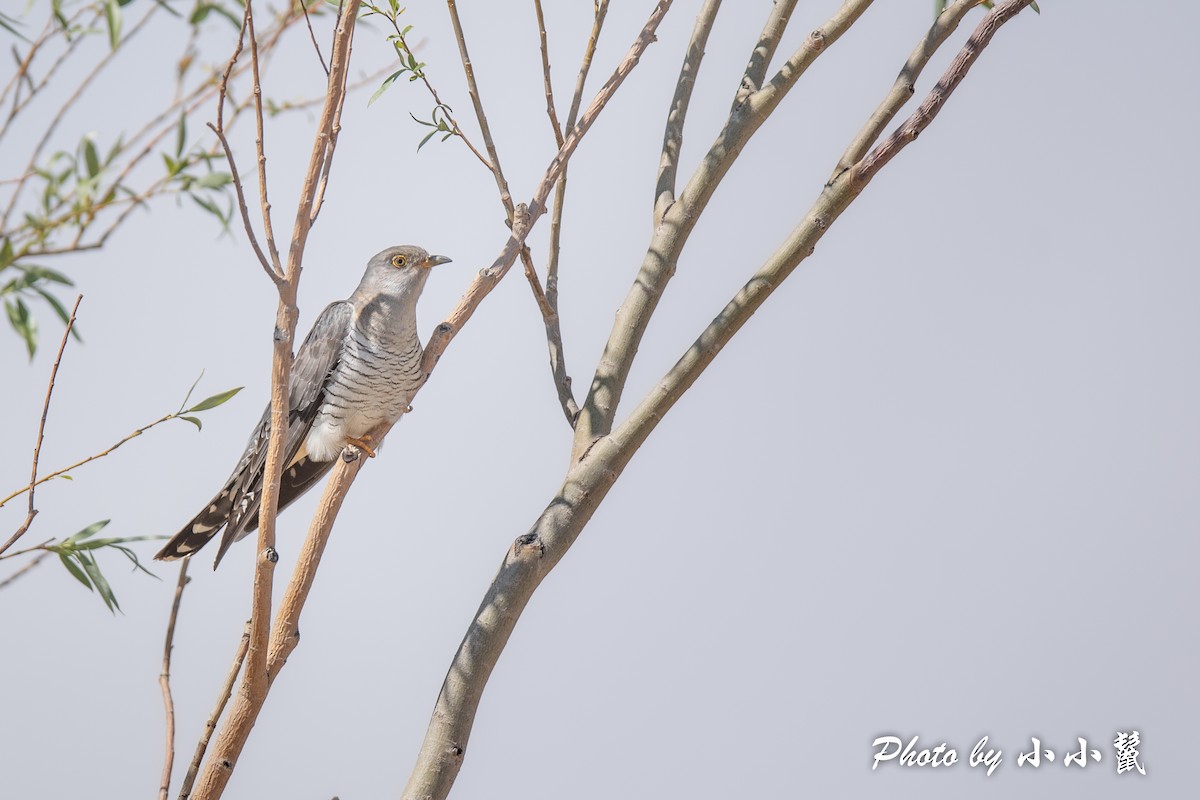 Common Cuckoo - ML483851151