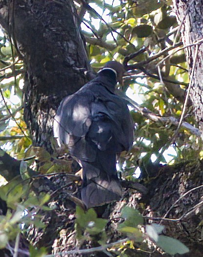 Band-tailed Pigeon - John Gluth