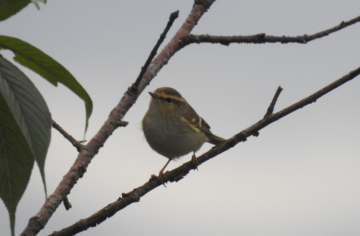 Yellow-browed Warbler - ML48385951