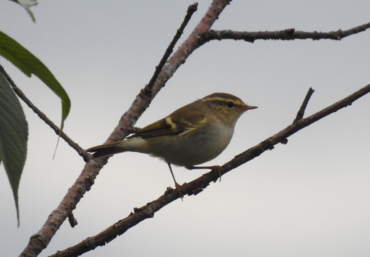 Yellow-browed Warbler - ML48385961