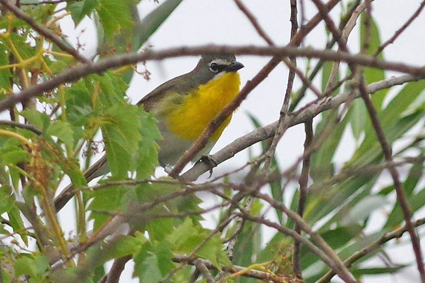 Yellow-breasted Chat - Mike Stensvold