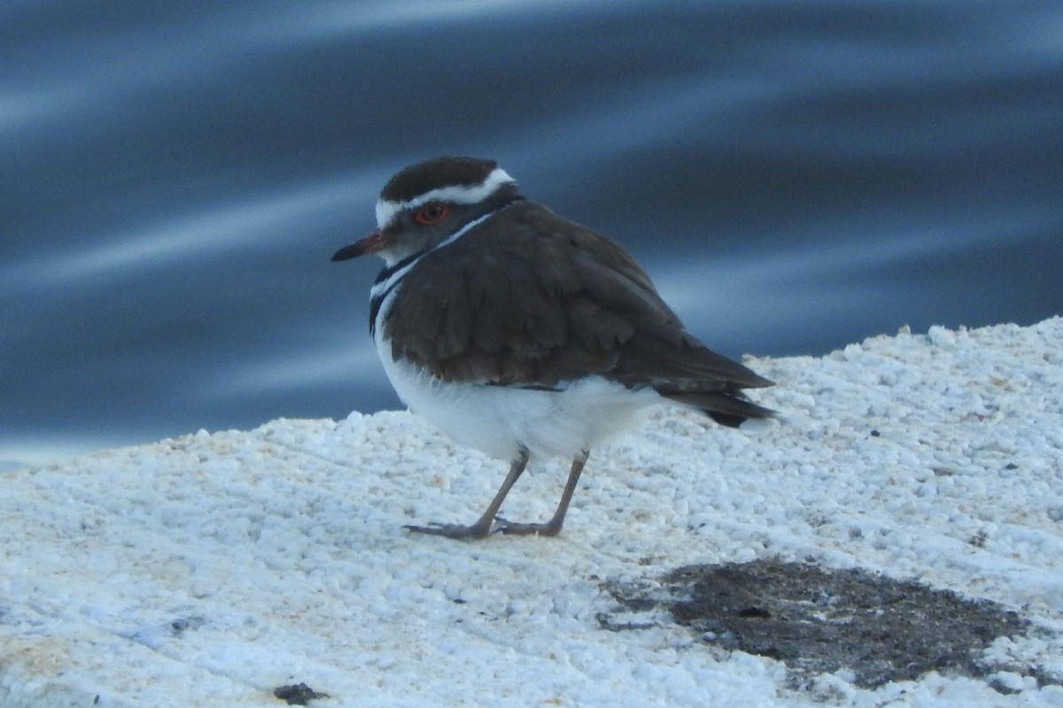 Three-banded Plover - ML483863071