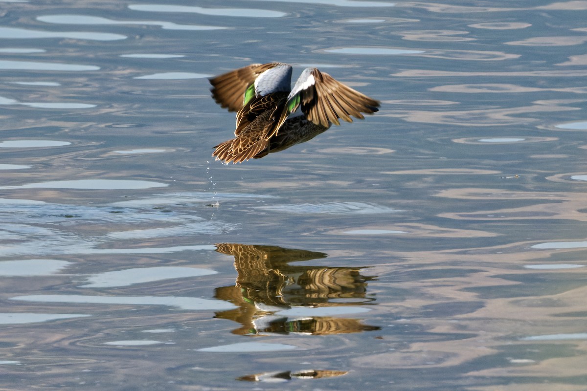 Blue-winged Teal - ML483868661