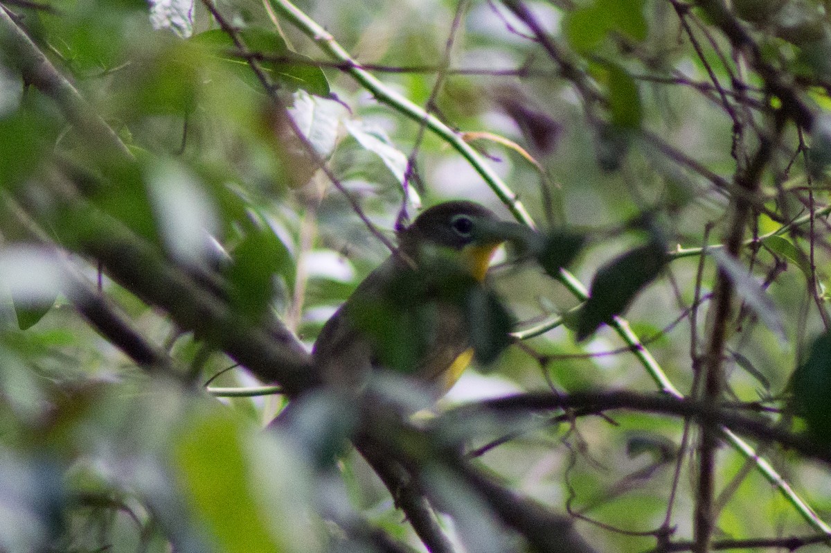 Yellow-breasted Chat - ML483868761