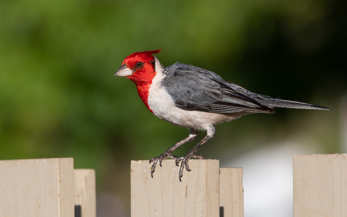 Red-crested Cardinal - ML483869281