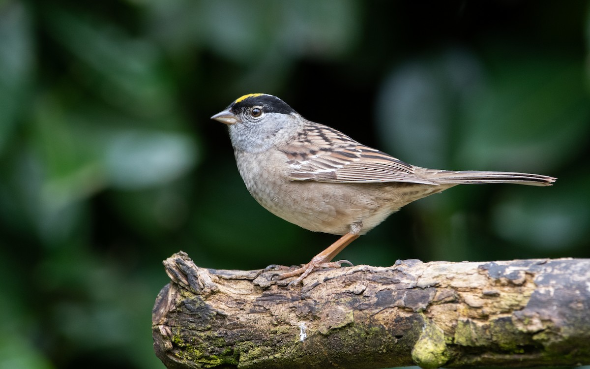 Golden-crowned Sparrow - ML483869961