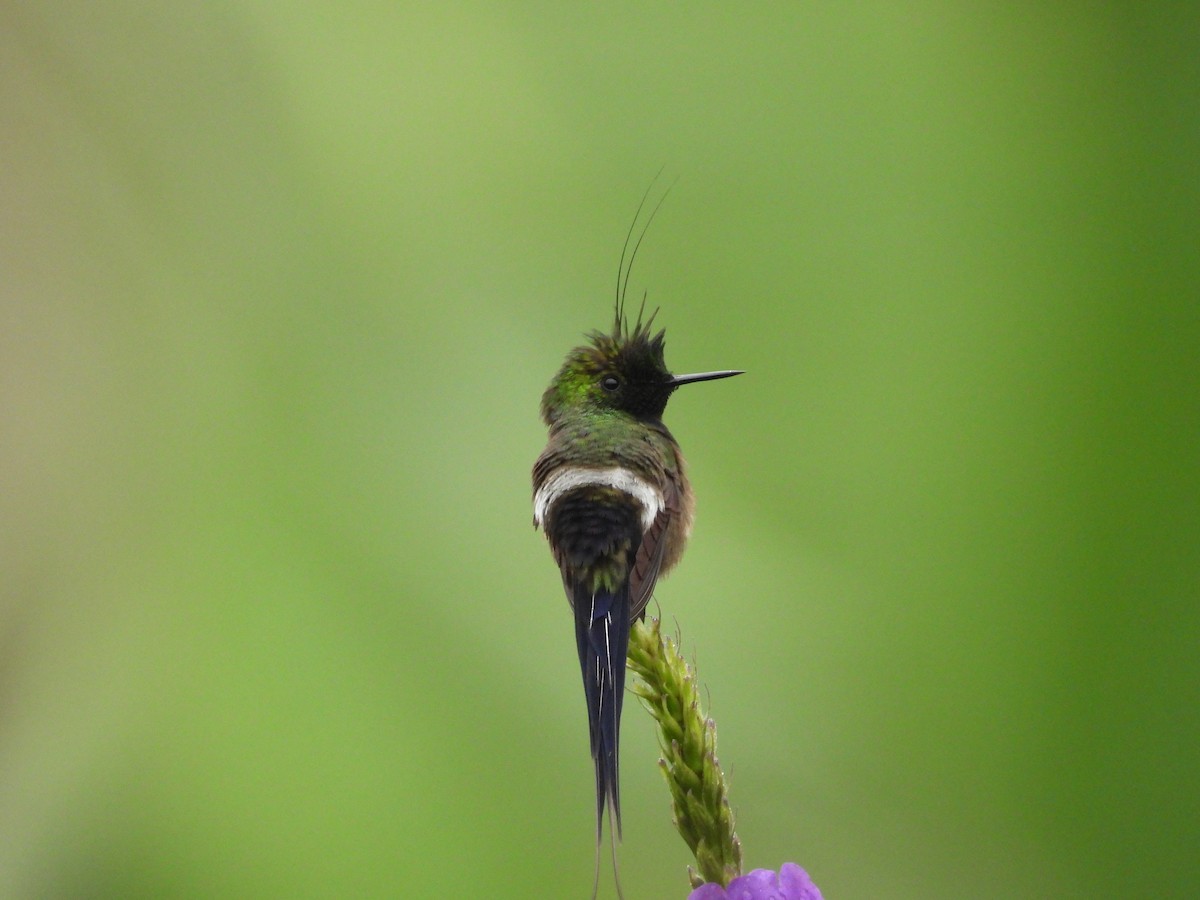 Wire-crested Thorntail - ML483871531