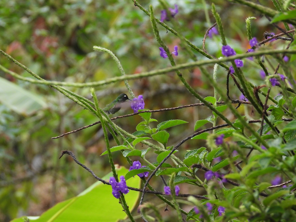 Violet-headed Hummingbird - ML483872021