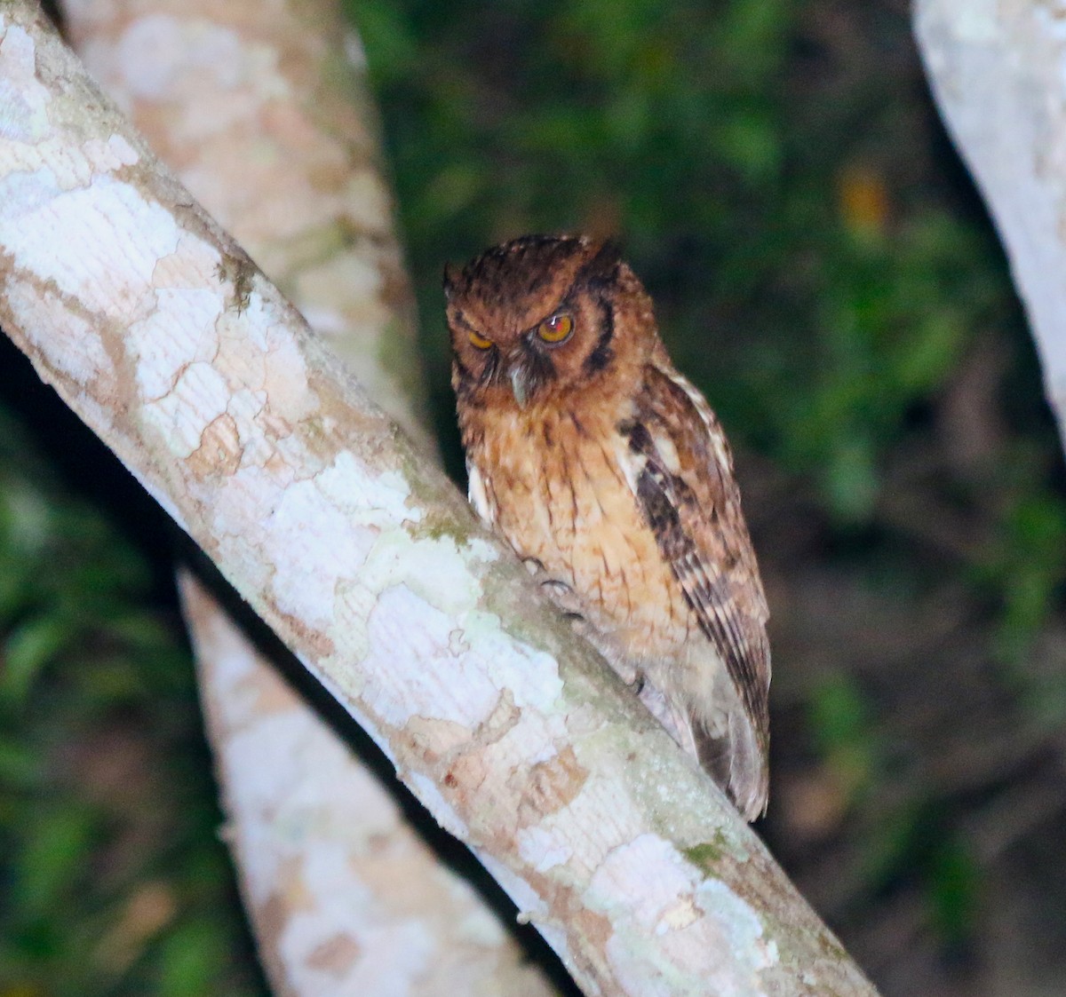 Tawny-bellied Screech-Owl (Austral) - ML483872631