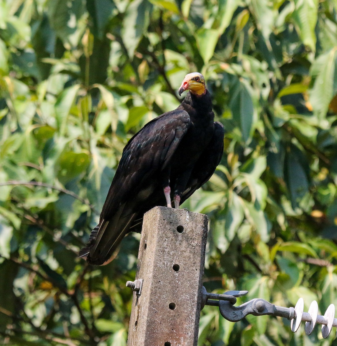 Greater Yellow-headed Vulture - ML483876071
