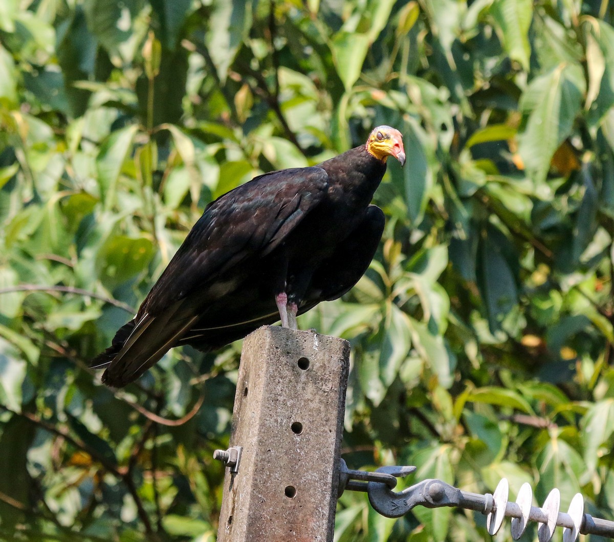 Greater Yellow-headed Vulture - ML483876081