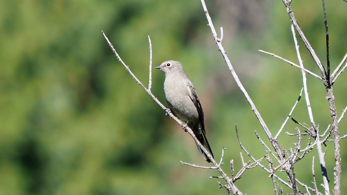 Townsend's Solitaire - ML483879171