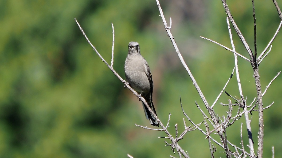 Townsend's Solitaire - ML483879181