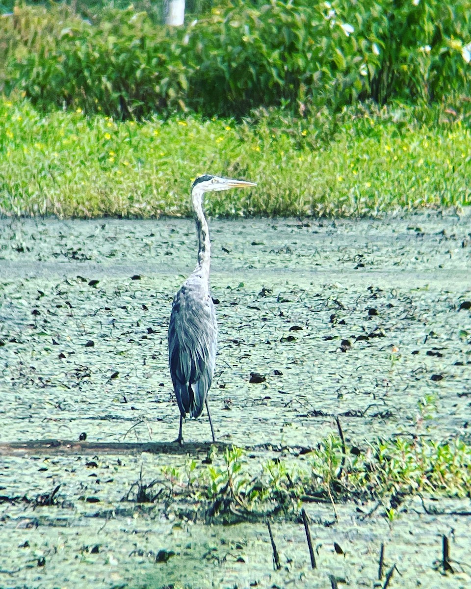 eBird Checklist - 13 Sep 2022 - North Point SP--Black Marsh - 21 species