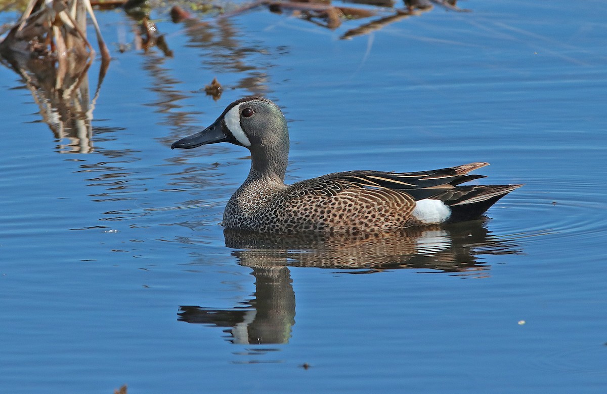 Blue-winged Teal - ML483881191
